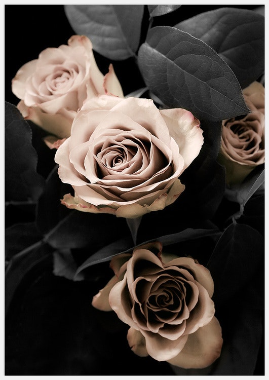 Classic Roses Art Print