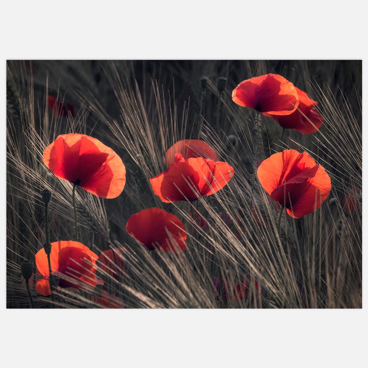 Poppy Summer Art Print