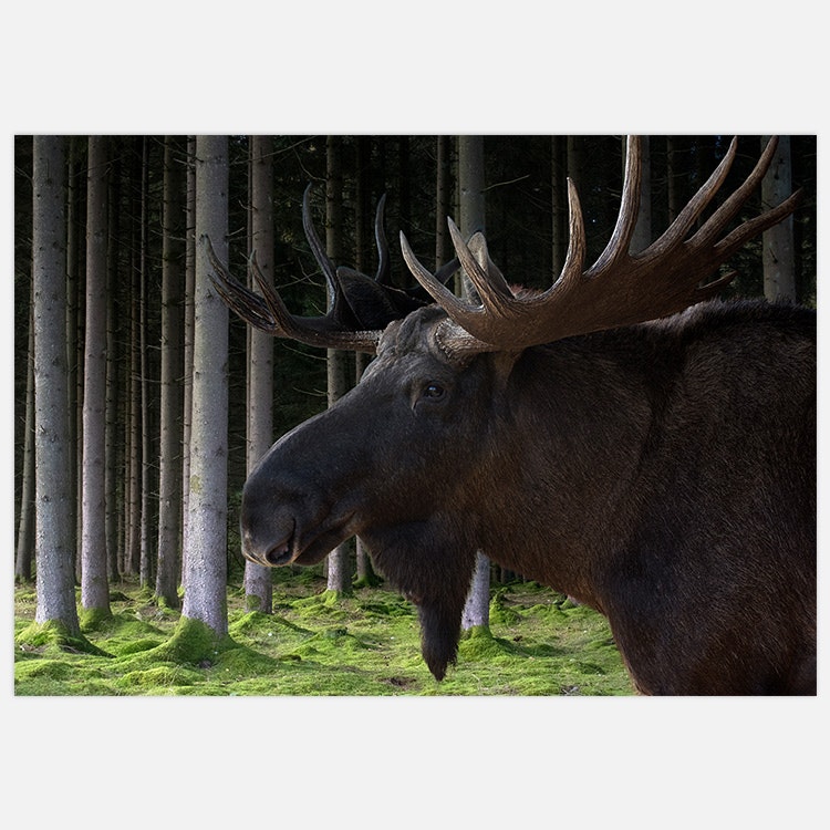 Moose in the Woods Art Print