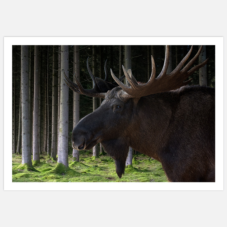 Moose in the Woods Art Print