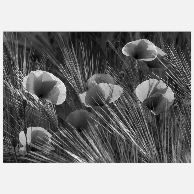 Poppy Summer B&W Tavla