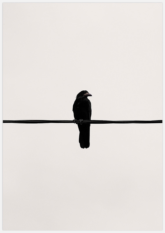 Crow on a wire – Fine Art Print