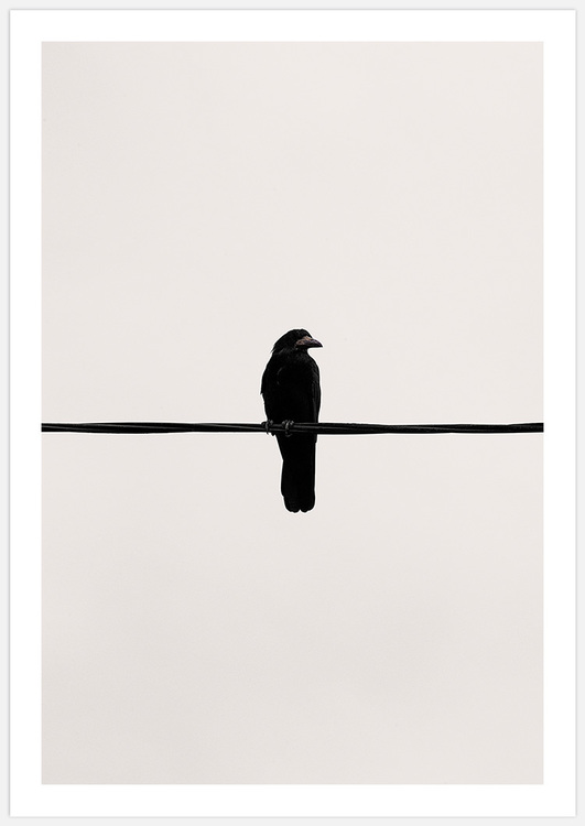 Crow on a wire – Fine Art Print