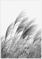 Reeds in black & white – Fine Art Print