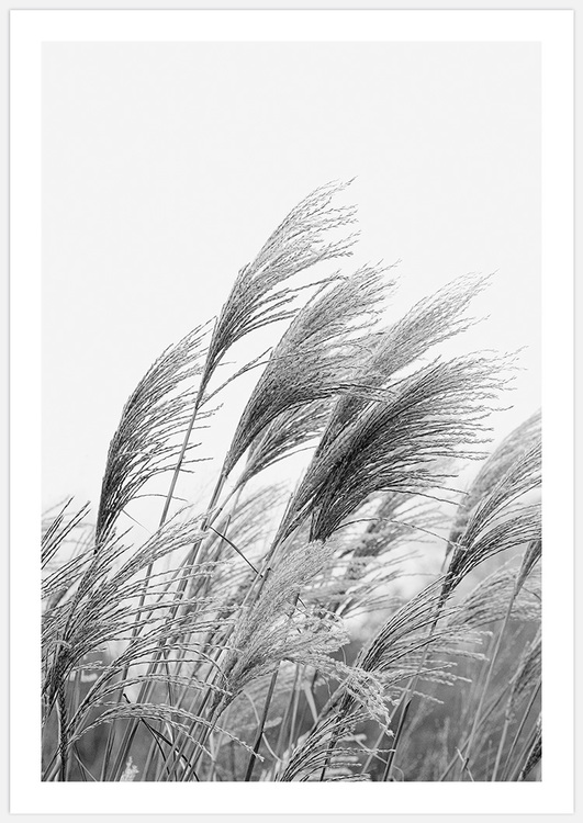 Reeds in black & white – Fine Art Print