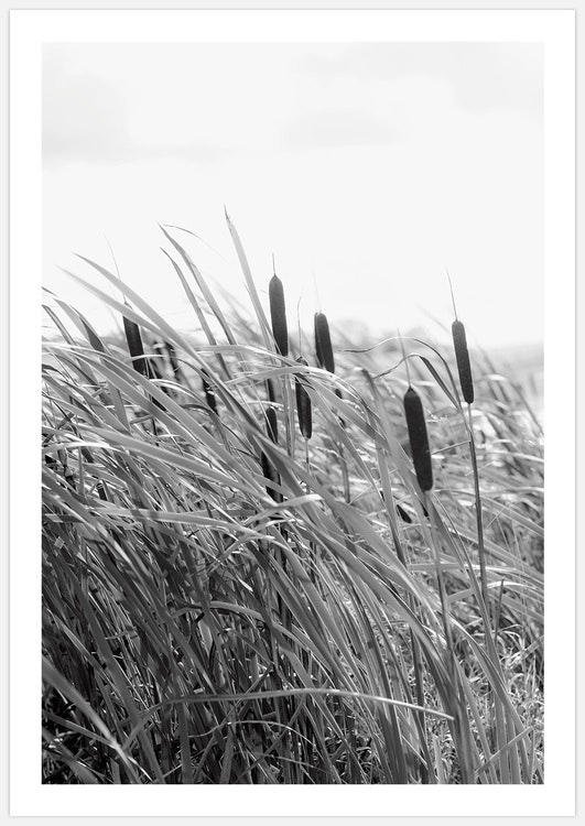 Tavelvägg Summer Breeze inspiration– FIne Art Print