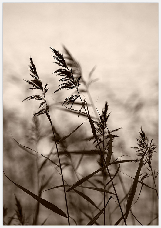 Reeds in Evening Light 3 Art Print