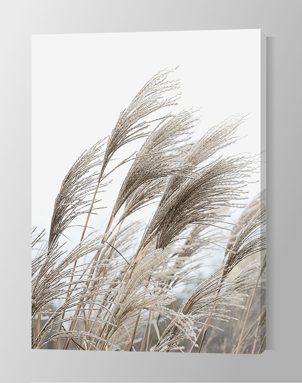 Reeds Canvas