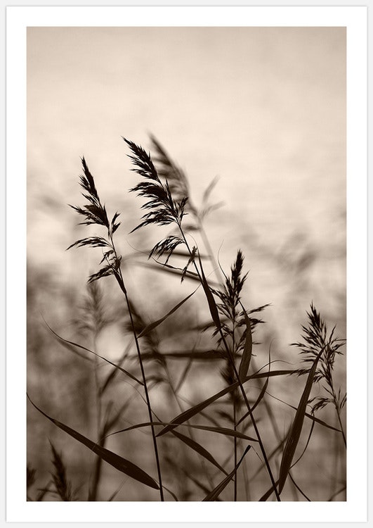 Tavelvägg Reeds and Meadow – Fine Art Print