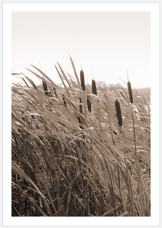 Tavelvägg Reeds and Meadow – Fine Art Print