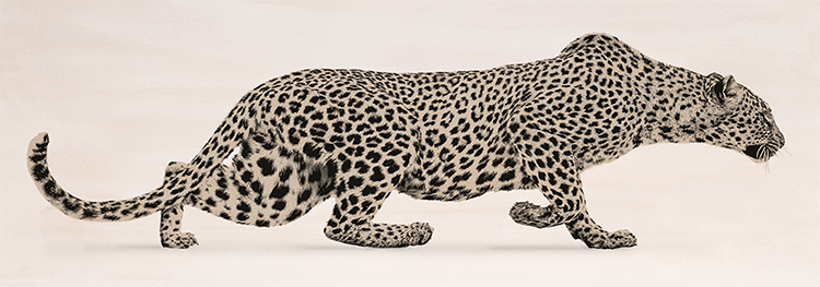 Sneaking Leopard Canvas