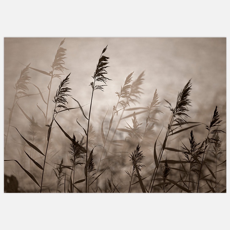 Reeds in evening light poster