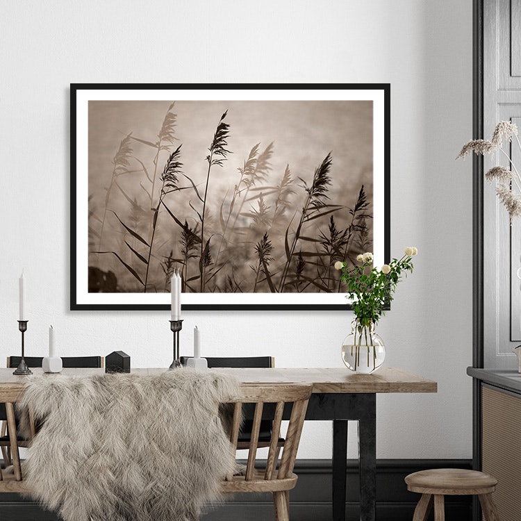 Reeds in evening light inspiration – Fine Art Print