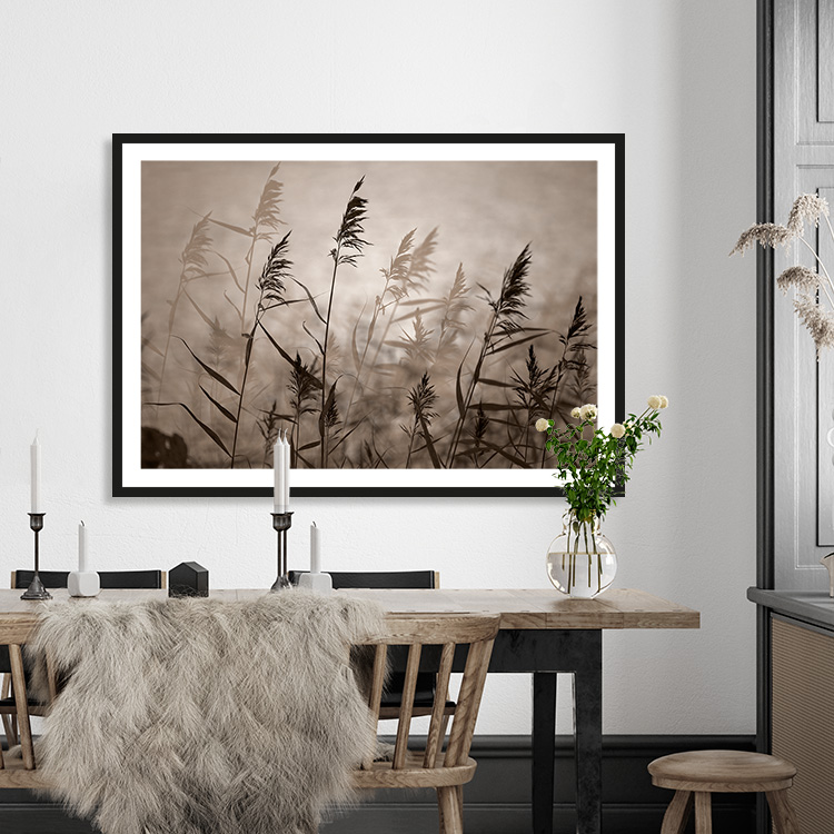 Reeds in evening light – Fine Art Print