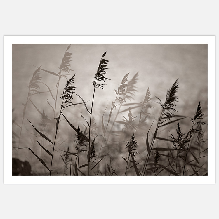 Reeds in Evening Light Warm Art Print