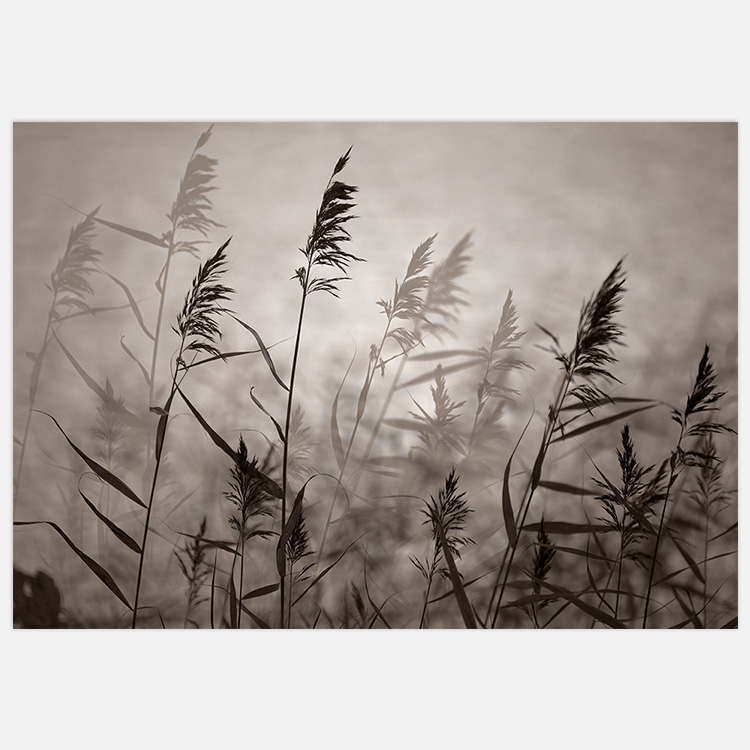 Reeds in Evening Light Warm Art Print