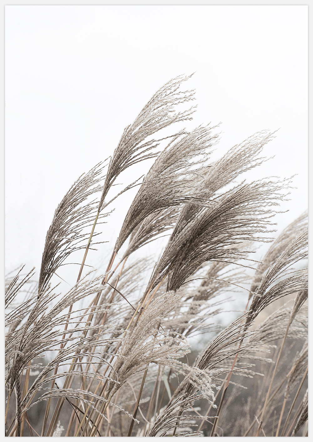 Reeds –  Fine Art Print