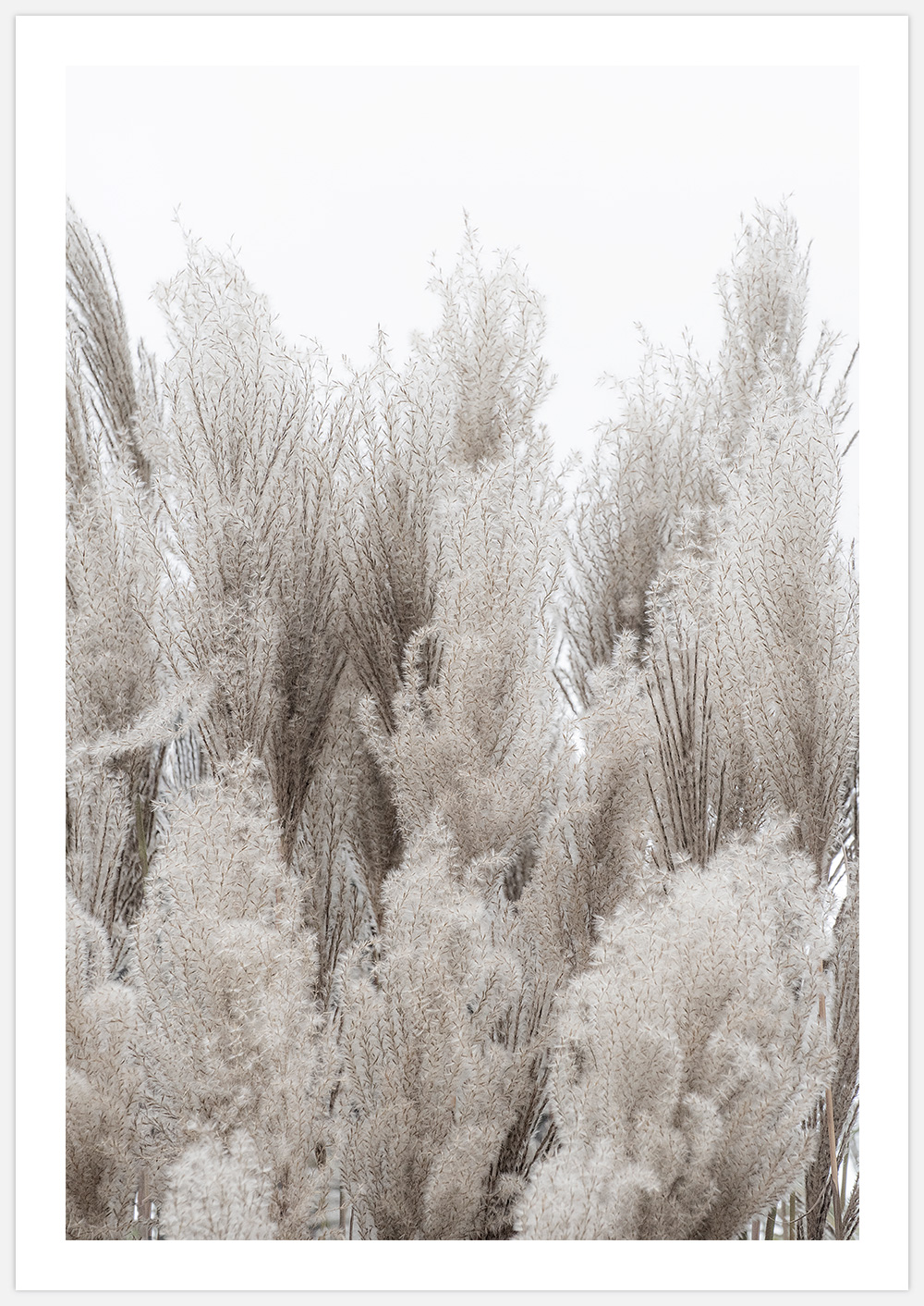 Reeds 2 – Fine Art Print