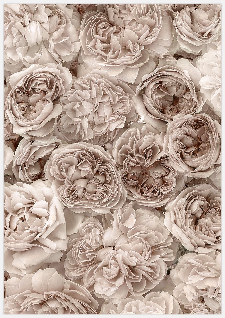 Tavla med rosor, blommor, botanisk av Insplendor Art Studio i Sverige.
