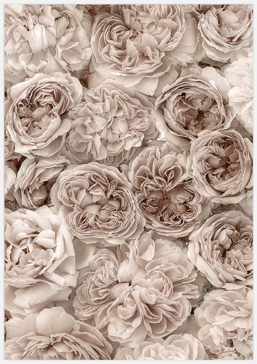 Soft Rosebed Art Print
