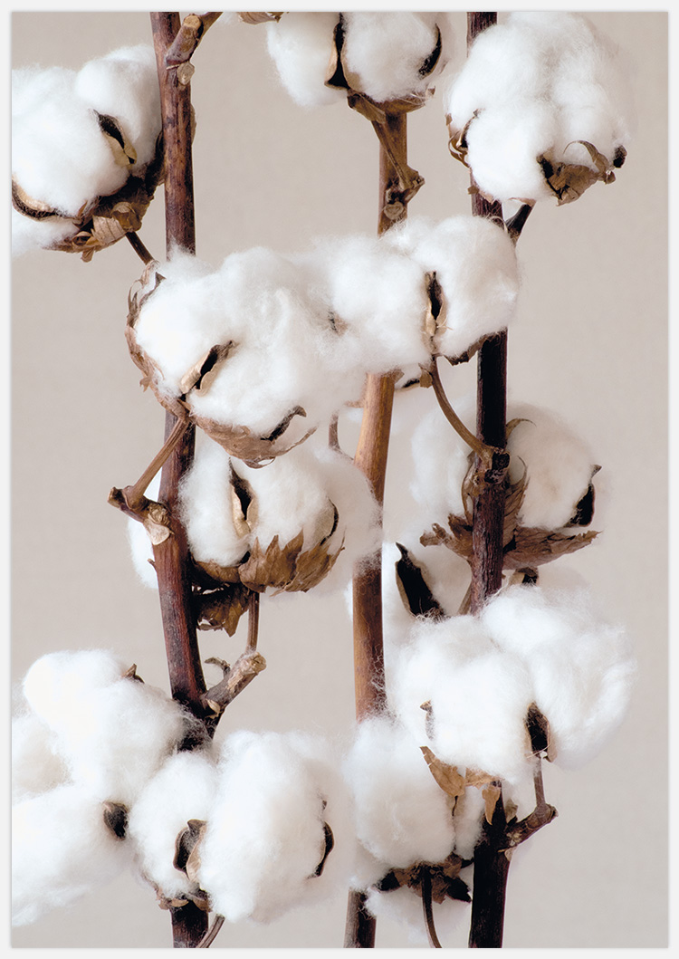 Cotton 2 – Fine Art Print
