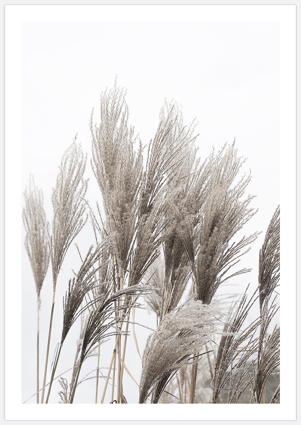 Reeds 3 – Fine Art Print