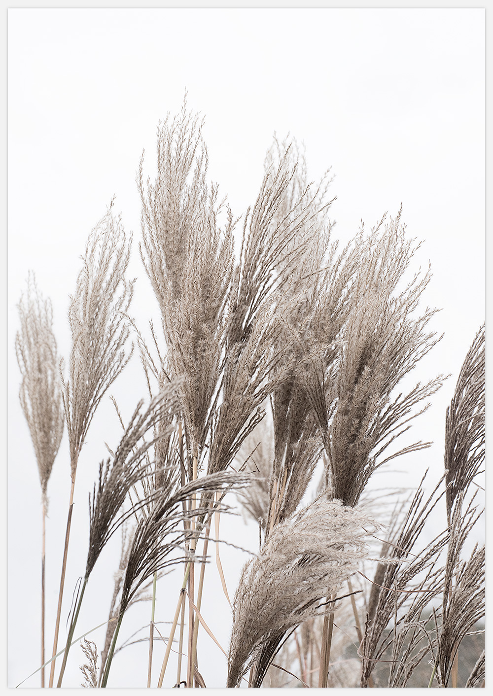 Reeds 3 – Fine Art Print