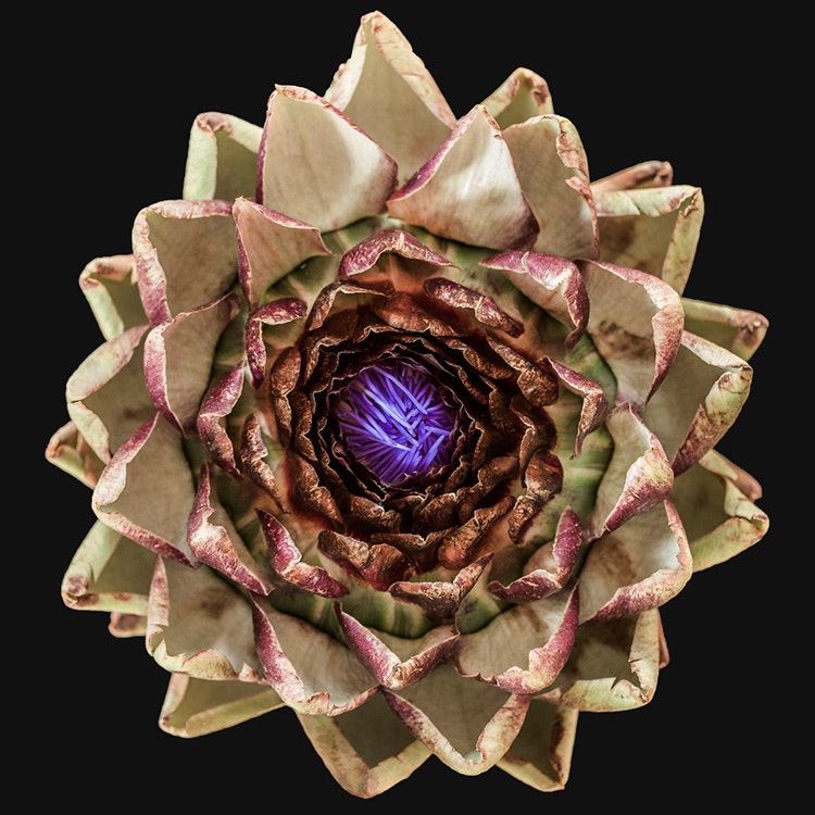 The Artichoke Canvas