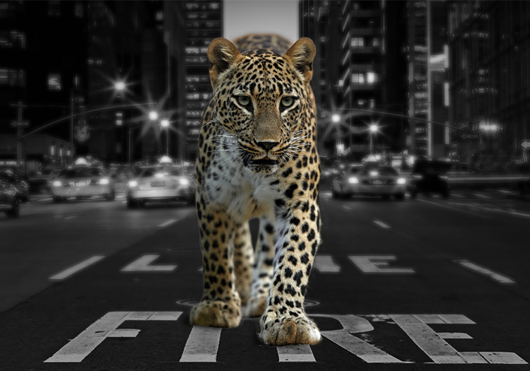 City Leopard Canvastavla