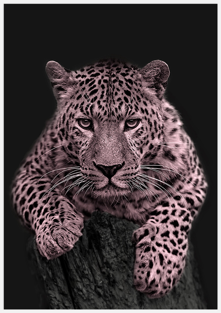 Pink Leopard – Fine Art Print