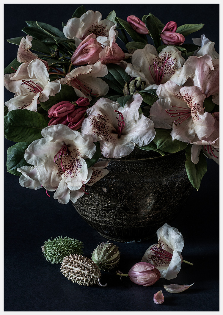 Tavla med Rhododendron blommor, fotokonst av Insplendor Art Studio i Sverige.