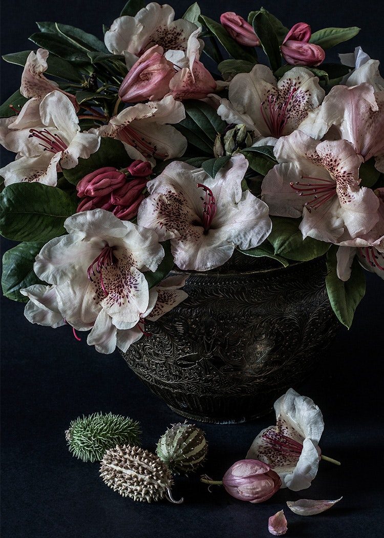 Rhododendron Wardii Canvas