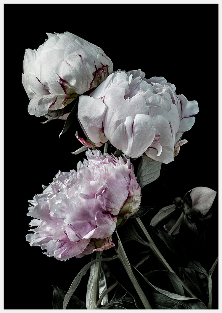 Tavla med pioner, blommor, botanisk fotokonst skapad av Insplendor Art Studio i Sverige.