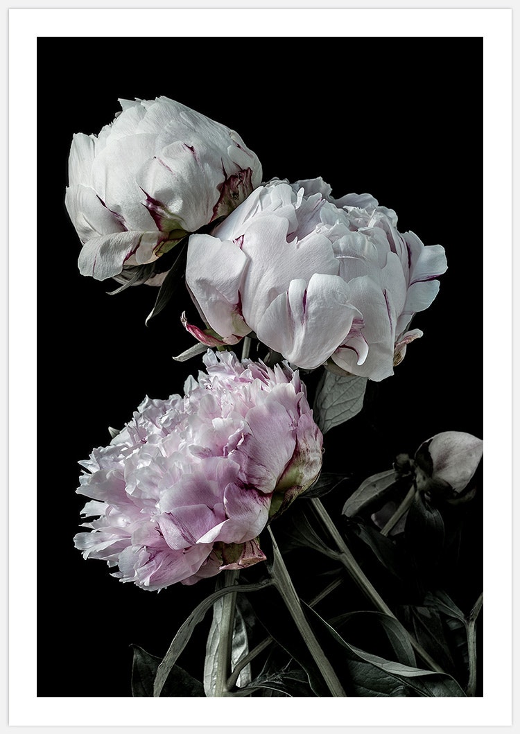 Produktbild på tavla med vita och rosa pioner med vit marginal, blommor, botanisk fotokonst skapad av Insplendor Art Studio i Sverige.