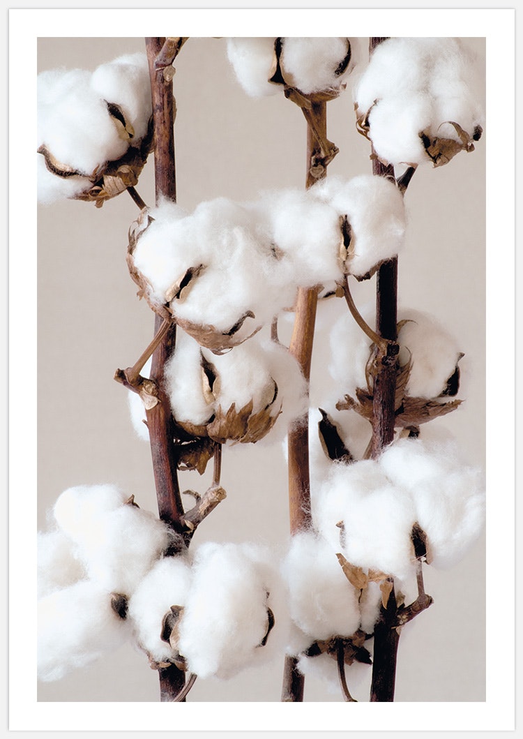Cotton 2 inspiration –  Fine Art Print