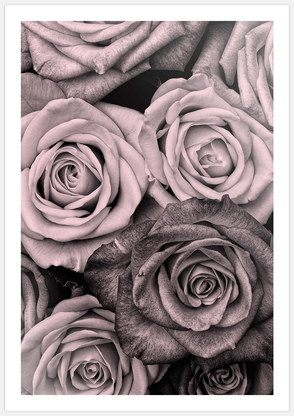 Dusty Pink Roses – Fine Art Print