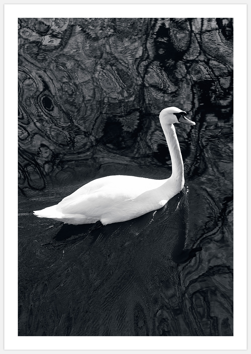 Tavla med svan, At Print Swan in Black Water. Foto Insplendor Art Studior i Sverige.