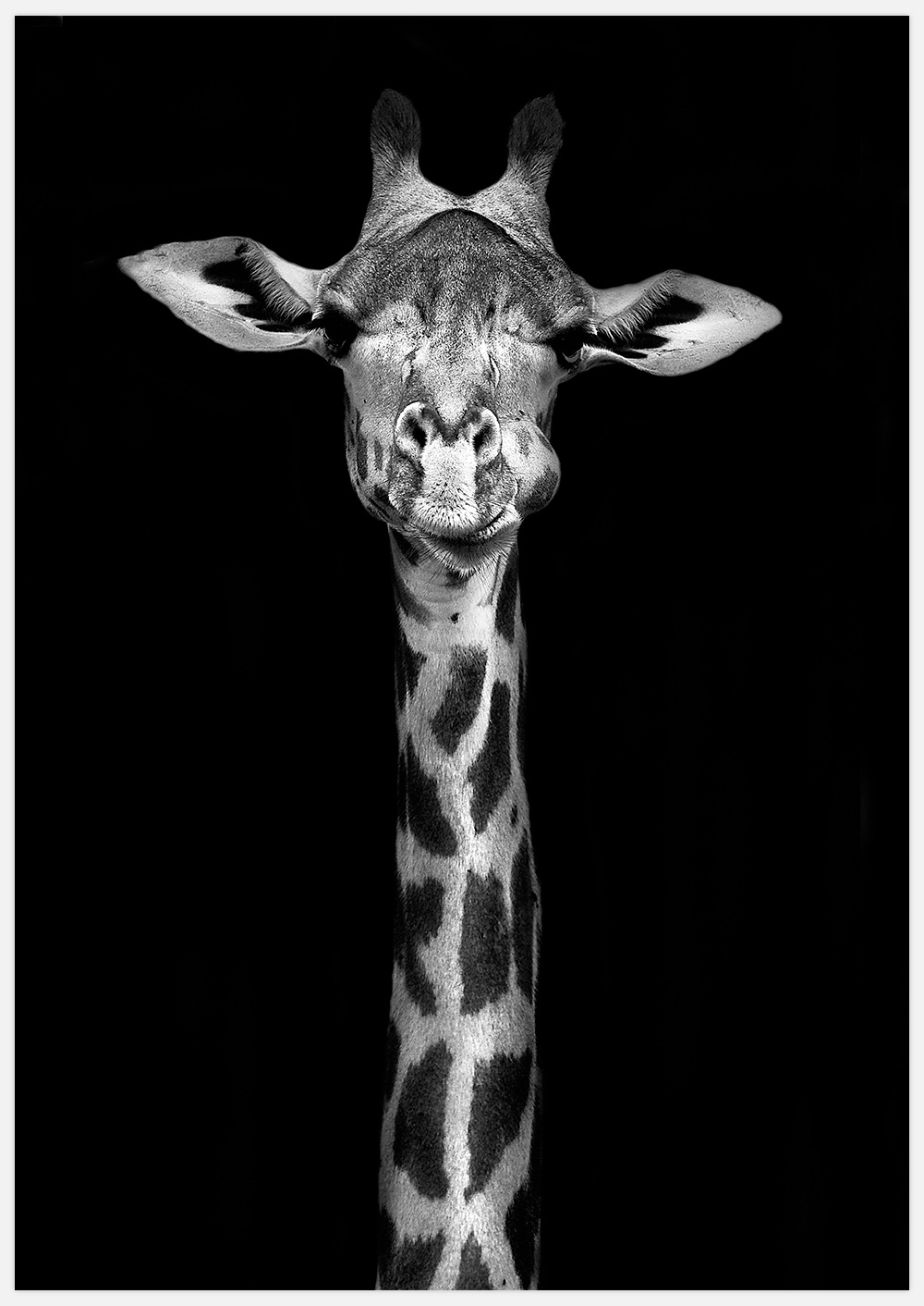 Giraffe – Fine Art Print