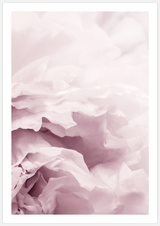 Summer Peony – Fine Art Print