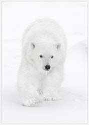 Polar bear – Fine Art Print