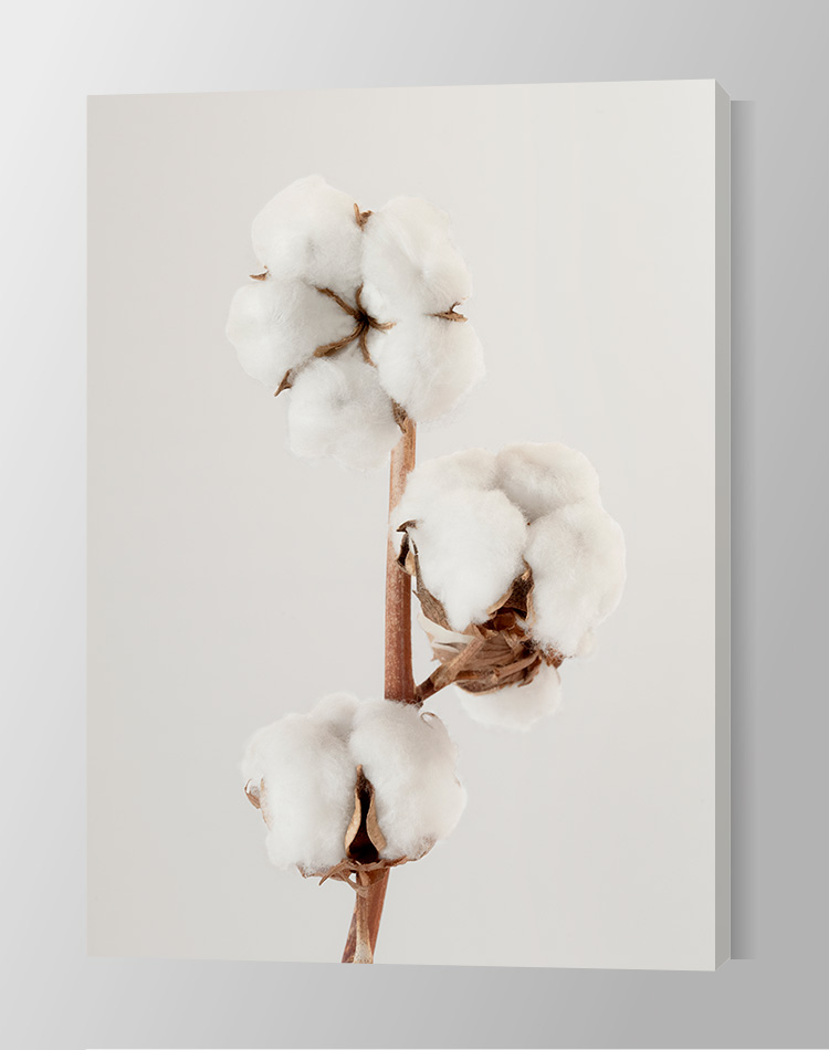 Cotton Flower Canvas
