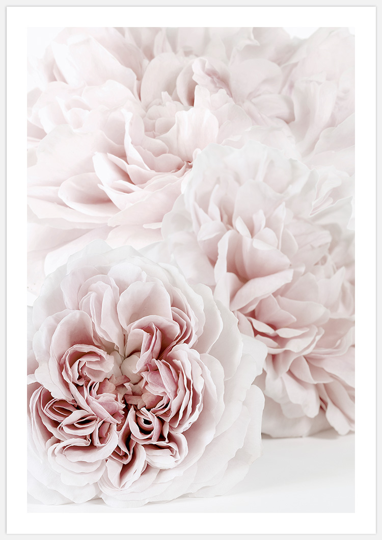 Soft Pink Roses with white border – Fine Art Print made by Insplendor