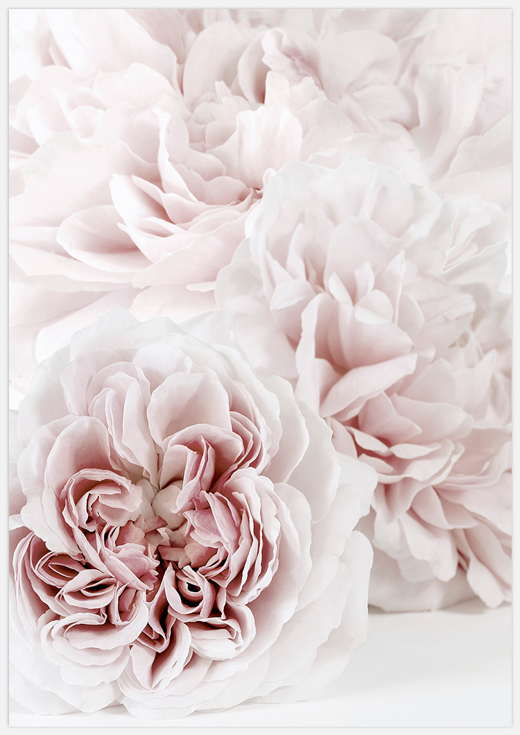 Tavelvägg Pink Roses inspiration – Fine Art Print
