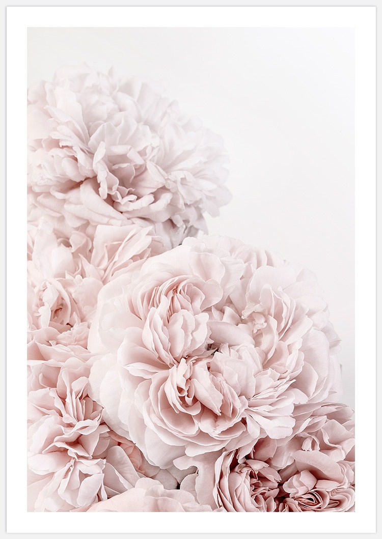 Tavelvägg Pink Roses inspiration – Fine Art Print