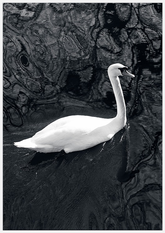 Swan in Black Water Art Print