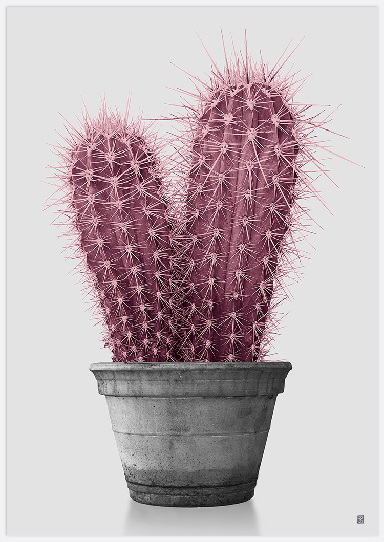 Tavla med rosa kaktus av Insplendor Art Studio.