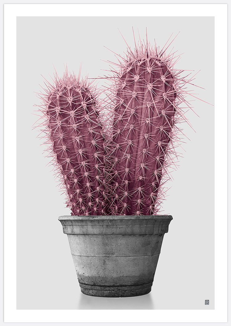 Tavla med rosa kaktus på grå bakgrund med vit marginal, Pink Cactus. Fine Art Print skapad av Insplendor Art Studio.