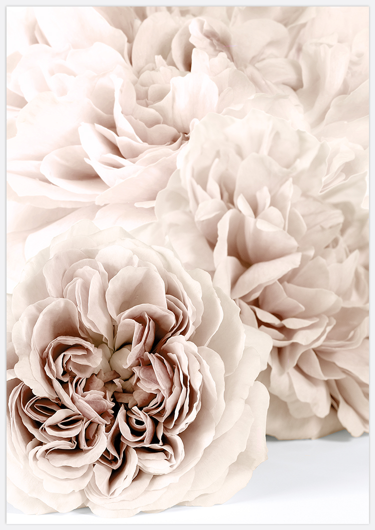 Soft Beige Roses Art Print