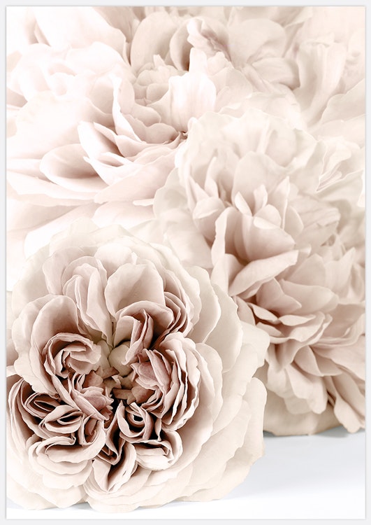 Soft Beige Roses Art Print