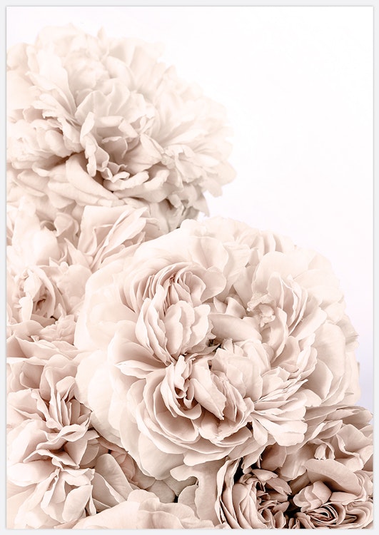 Soft Beige Roses 2 Art Print